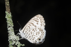 Leptotes cassius cassidula