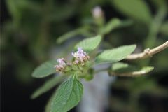 Lippia alba