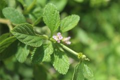 Lippia alba