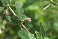 Lippia alba
