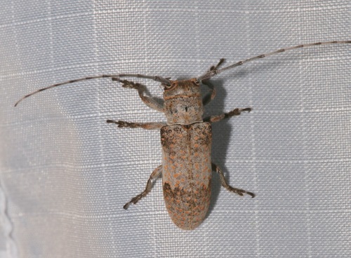 Oncideres cingulata texana