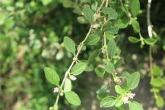 Lippia alba
