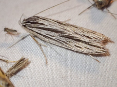 Leistarcha scitissimella