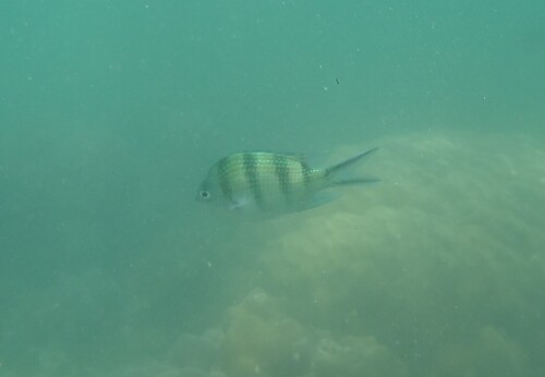 Abudefduf sexfasciatus