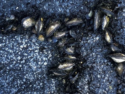 Isognomon californicus observed 2025-07-26