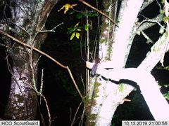 Glaucomys oregonensis