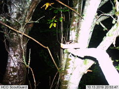 Glaucomys oregonensis