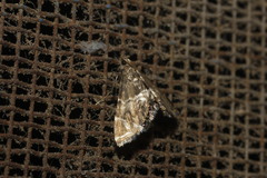 Usingeriessa onyxalis