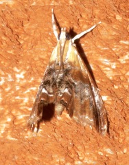 Dicymolomia julianalis image