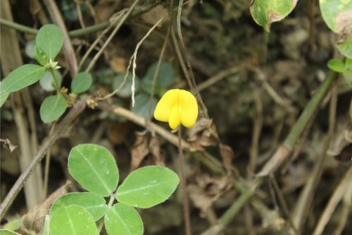 Arachis pintoi