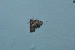 Usingeriessa onyxalis