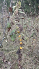 Triosteum aurantiacum