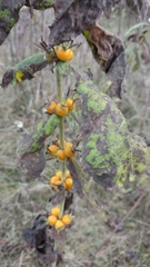 Triosteum aurantiacum