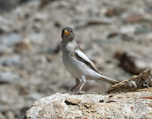 White-winged Snowfinch