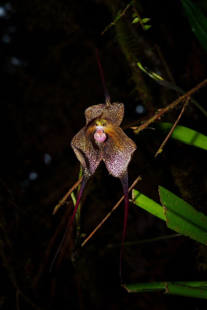 Dracula irmeliniae