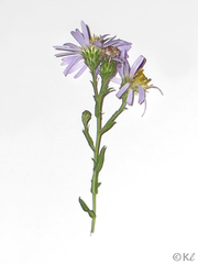 Symphyotrichum lentum