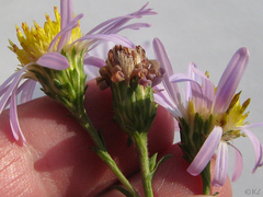Symphyotrichum lentum