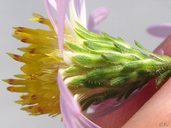 Symphyotrichum lentum