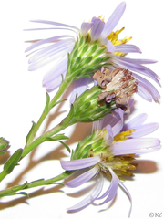 Symphyotrichum lentum