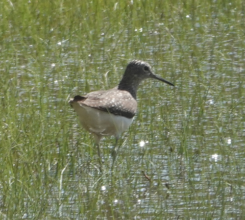 Green Sandpiper