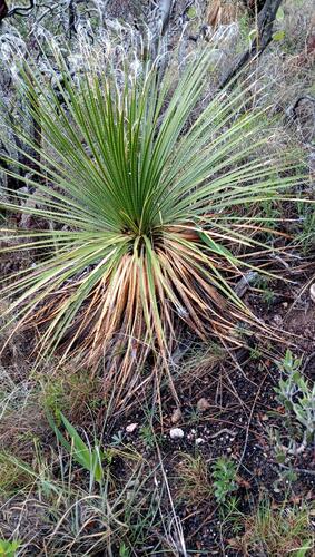 Dasylirion durangense