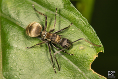 Polyrhachis militaris