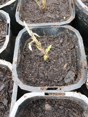 Pseudopanax crassifolius