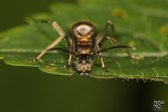 Polyrhachis militaris