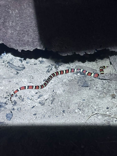 iNaturalist observation photo of California Mountain Kingsnake