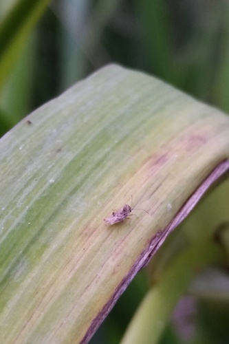 Corythauma ayyari