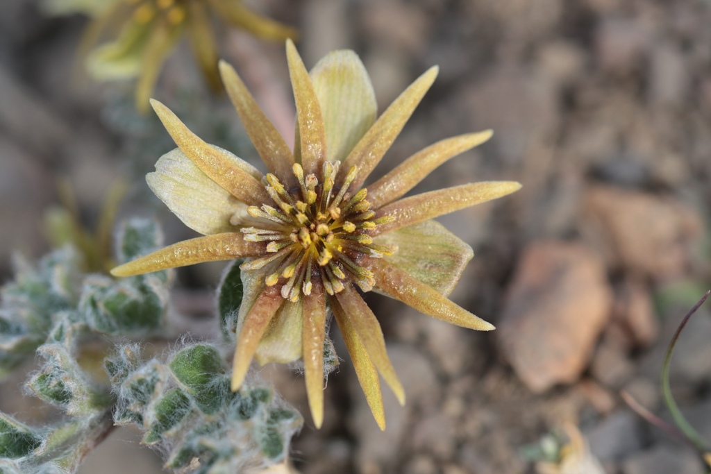 Hamadryas delfinii