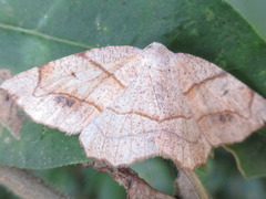 Endropiodes indictinaria