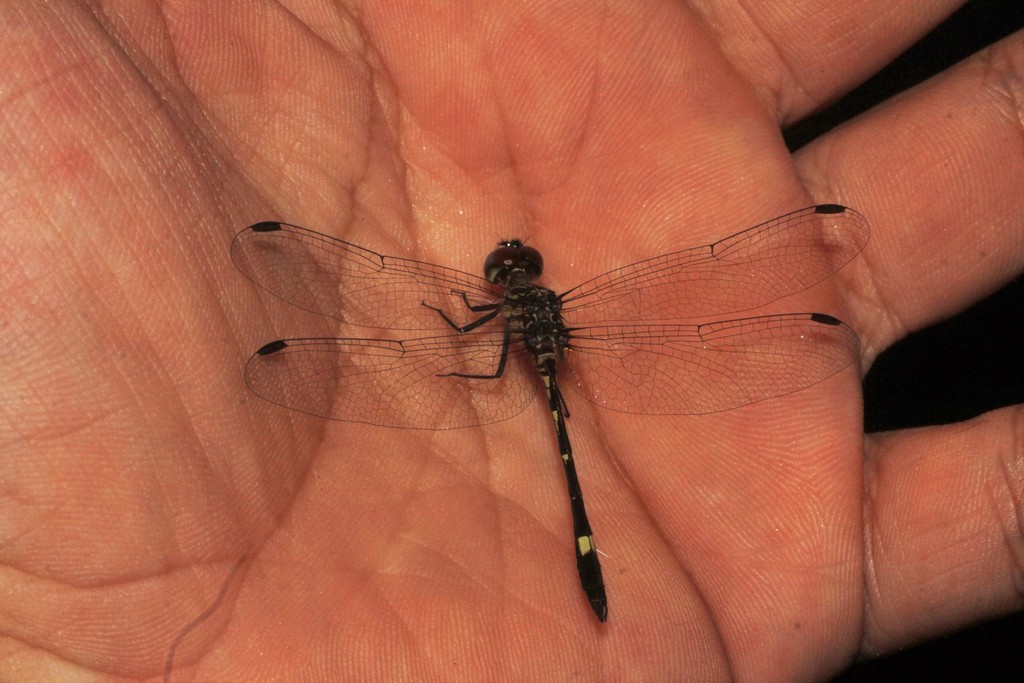 Brechmorhoga vivax