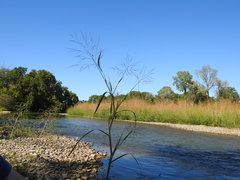Panicum dichotomiflorum dichotomiflorum