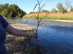 Panicum dichotomiflorum dichotomiflorum