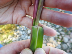 Panicum dichotomiflorum dichotomiflorum
