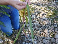 Panicum dichotomiflorum dichotomiflorum