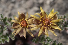 Hamadryas delfinii