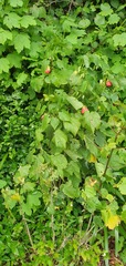 Abutilon × hybridum