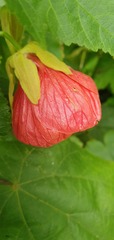 Abutilon × hybridum