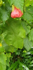 Abutilon × hybridum