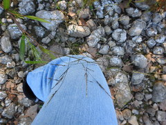 Panicum dichotomiflorum dichotomiflorum