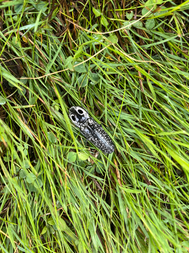 Eyed click beetle