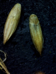 Panicum dichotomiflorum dichotomiflorum