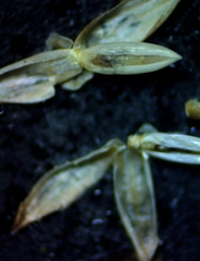 Panicum dichotomiflorum dichotomiflorum