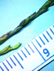 Panicum dichotomiflorum dichotomiflorum