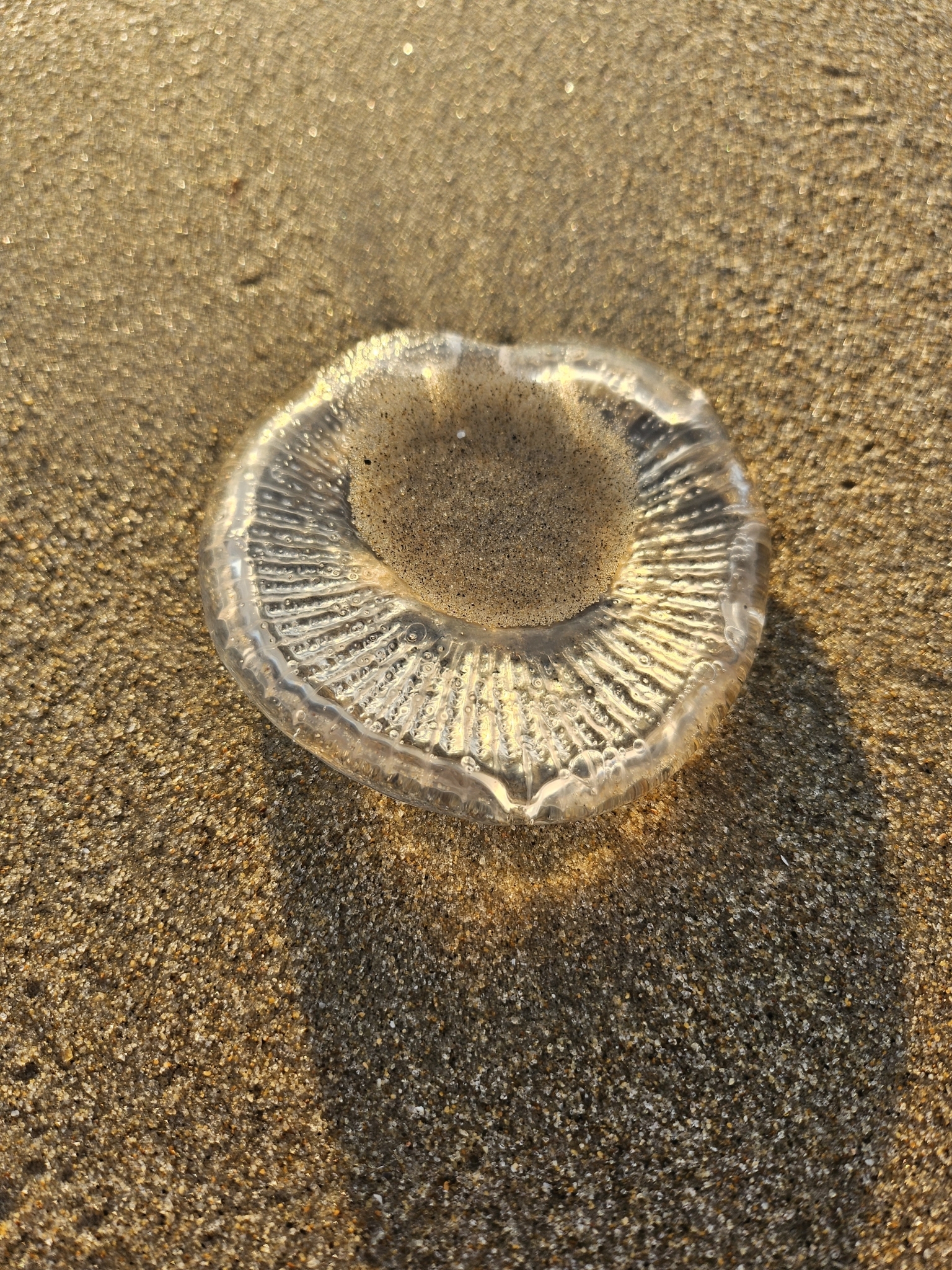 Rhacostoma atlanticum L.Agassiz, 1851