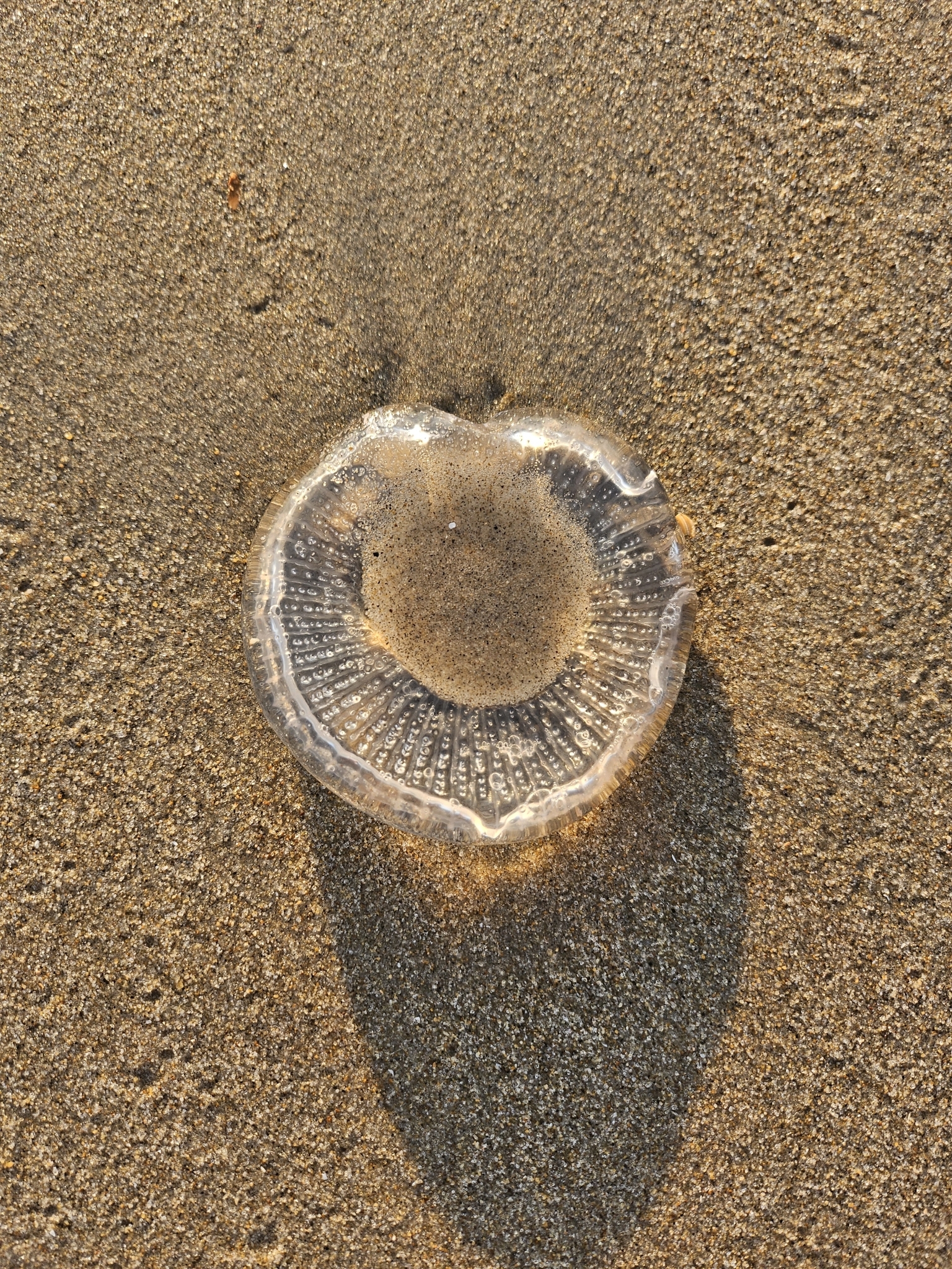 Rhacostoma atlanticum L.Agassiz, 1851