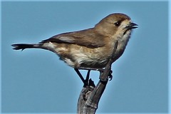 Aphelocephala leucopsis