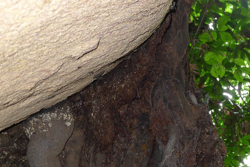 Woermann's fruit bat